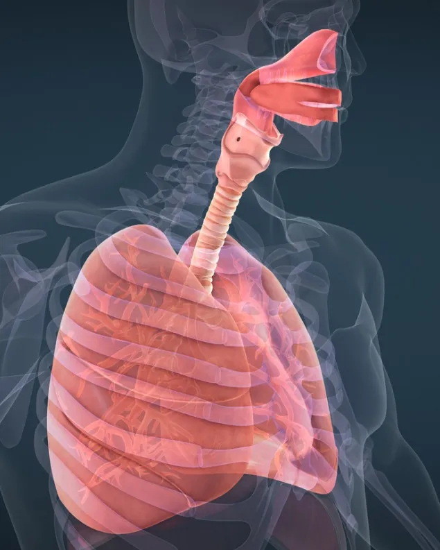 Muscolatura respiratoria.